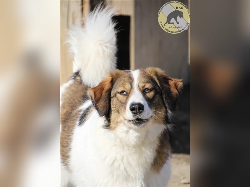 Vauxall, Mischlingshündin 