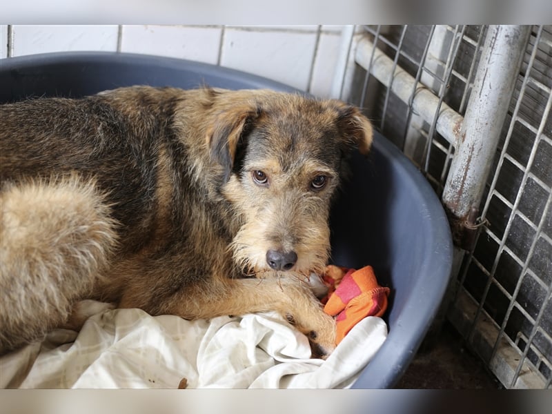 Stello, Mischlingsrüde 