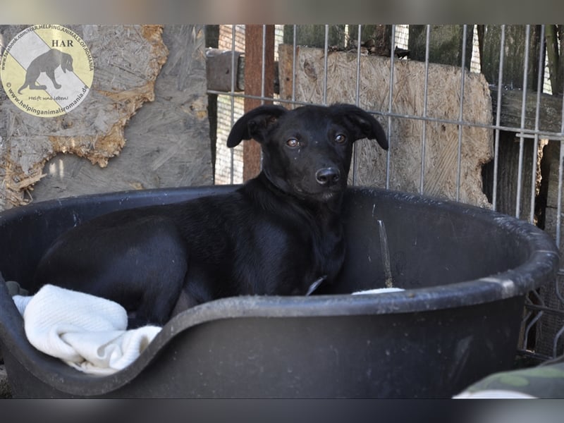 Noche, Mischlingsrüde 