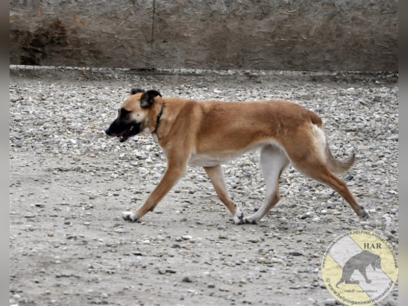 Sema, Mischlingshündin 