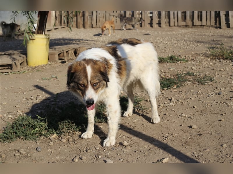 Vauxall, Mischlingshündin 