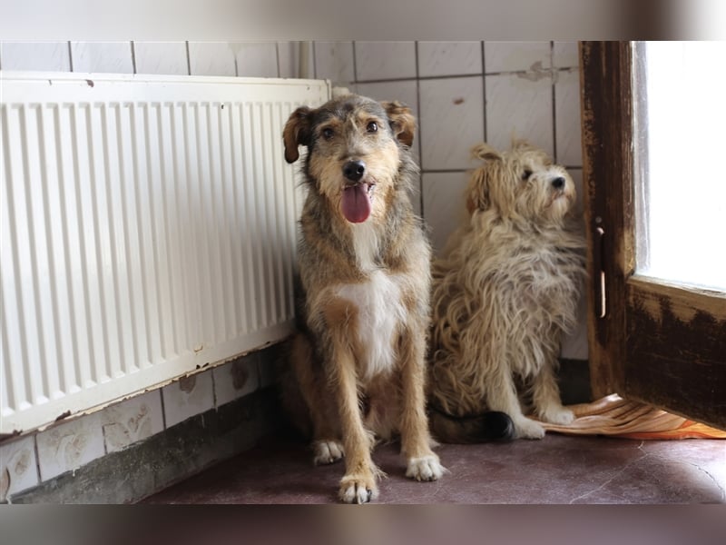 Stello, Mischlingsrüde 