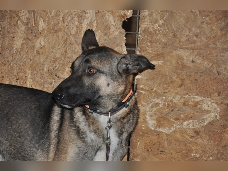 Luke, Mischlingsrüde 