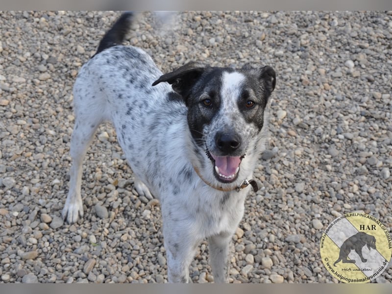 Balthazar, Mischlingsrüde 