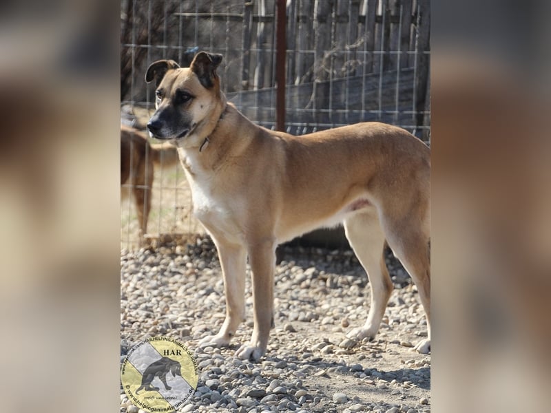 Sema, Mischlingshündin 