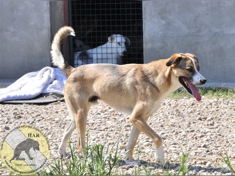 Herbert, Mischlingsrüde 