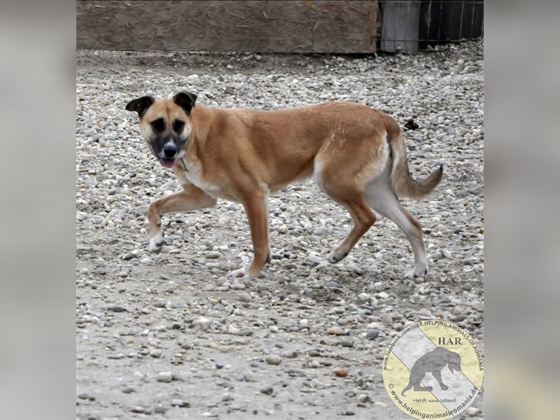 Sema, Mischlingshündin 