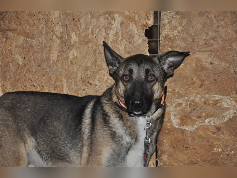 Luke, Mischlingsrüde 