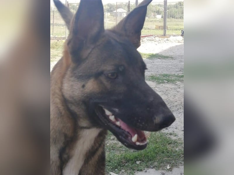 Luke, Mischlingsrüde 