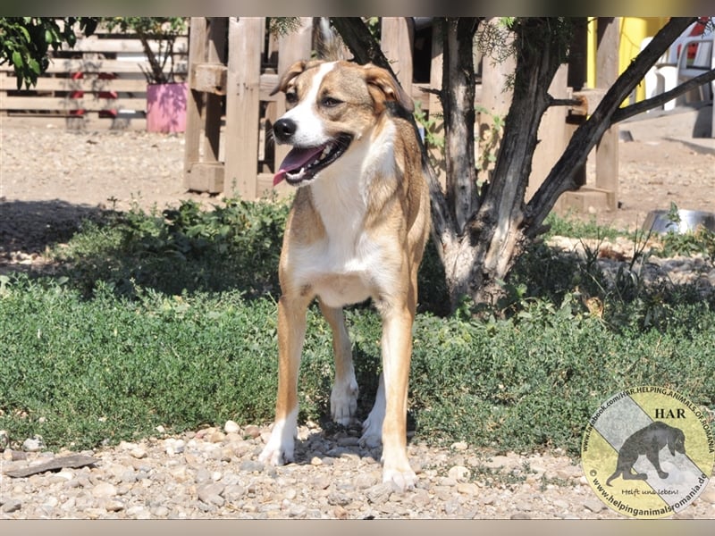 Herbert, Mischlingsrüde 