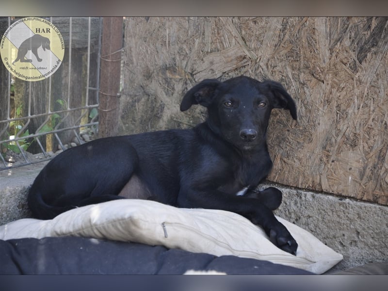 Noche, Mischlingsrüde 