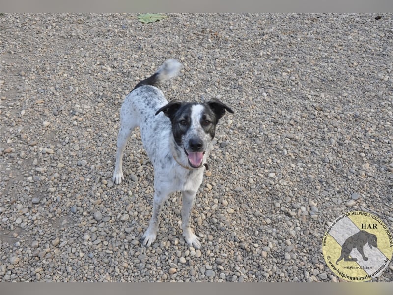 Balthazar, Mischlingsrüde 