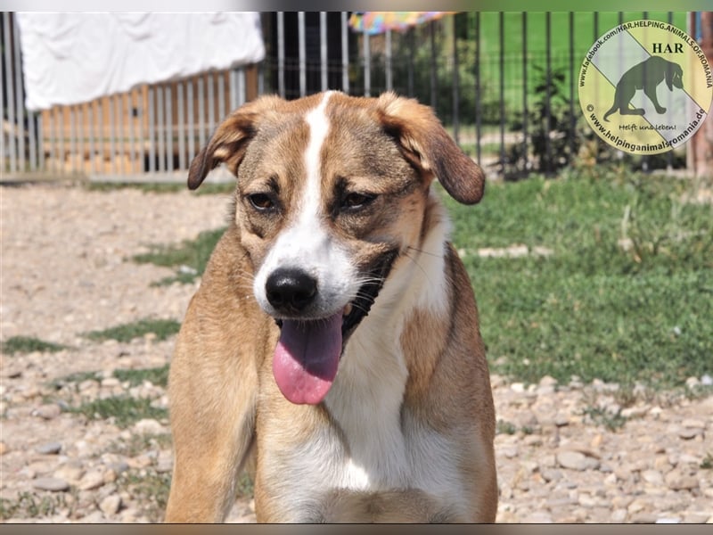 Herbert, Mischlingsrüde 