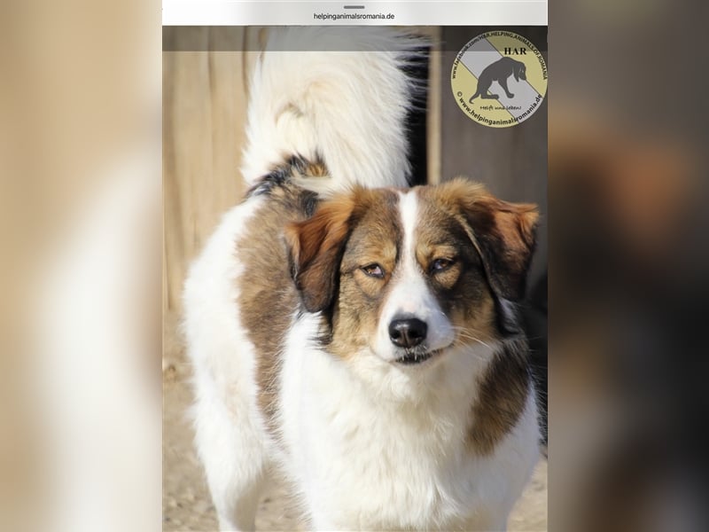 Vauxall, Mischlingshündin 