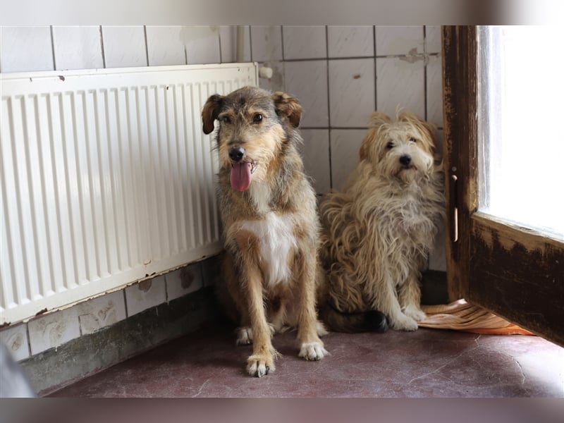 Stello, Mischlingsrüde 