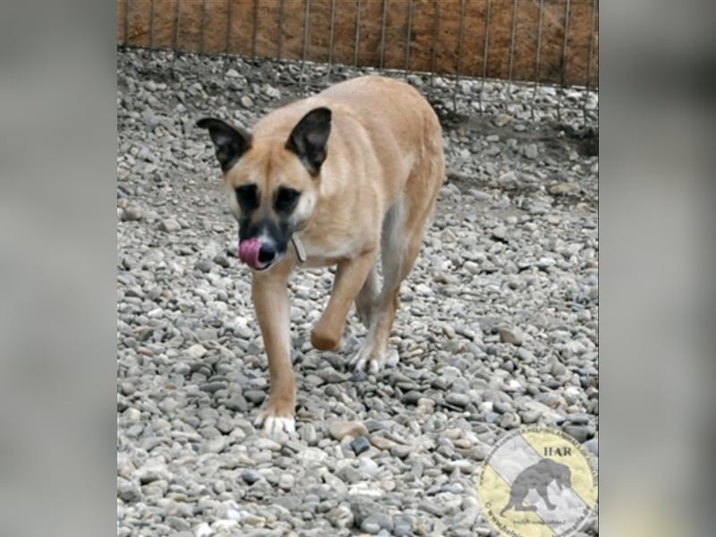 Sema, Mischlingshündin 