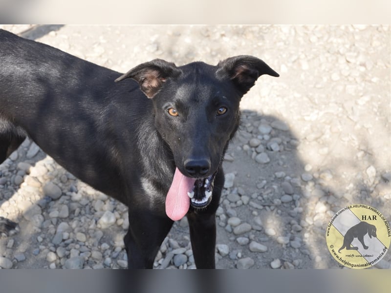 Noche, Mischlingsrüde 