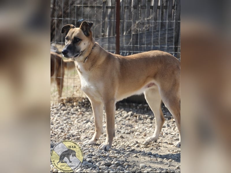 Sema, Mischlingshündin 