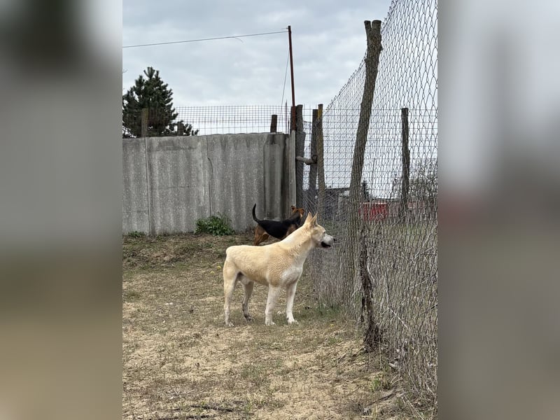 Nucky , 52 cm sucht aktive, naturliebende Menschen