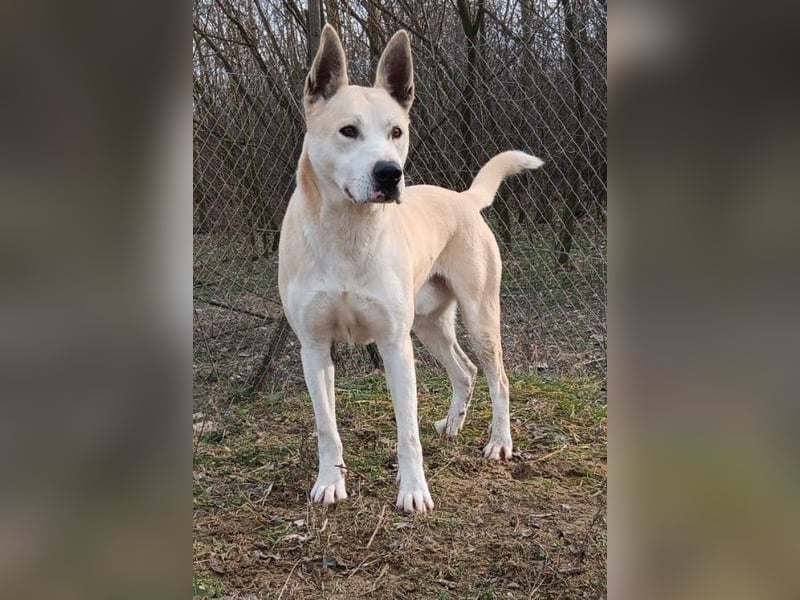 Nucky , 52 cm sucht aktive, naturliebende Menschen