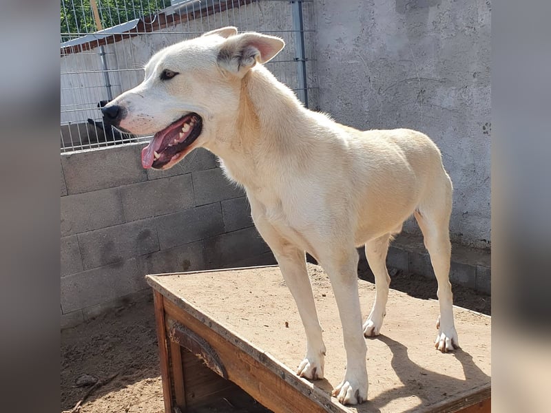 Nucky , 52 cm sucht aktive, naturliebende Menschen