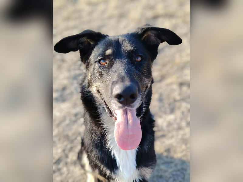 Oszi liebt sein Leben auf drei Beinen!