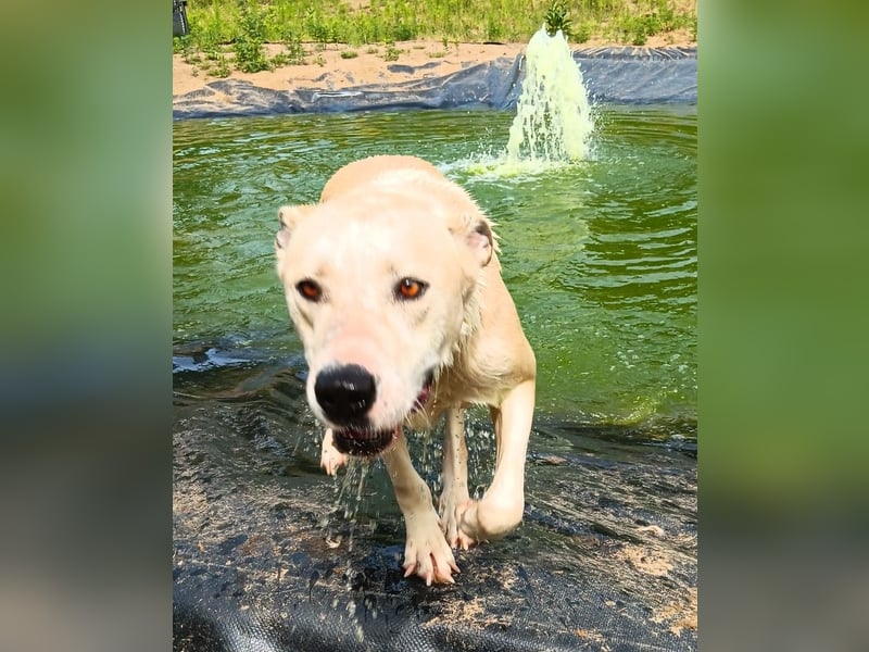 Nucky , 52 cm sucht aktive, naturliebende Menschen