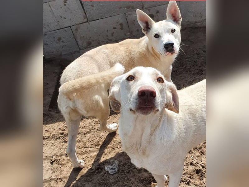 Nucky , 52 cm sucht aktive, naturliebende Menschen