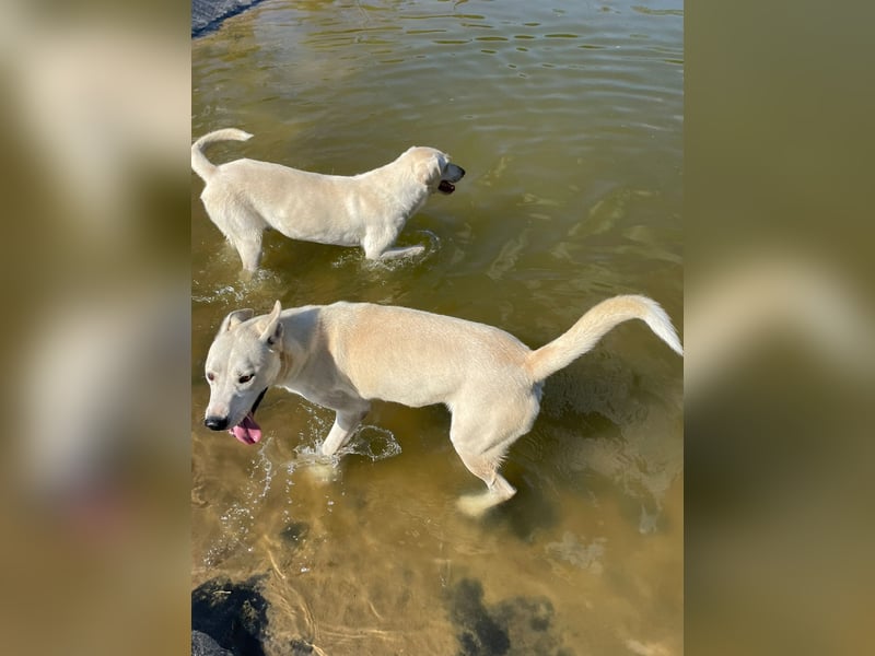 Nucky , 52 cm sucht aktive, naturliebende Menschen