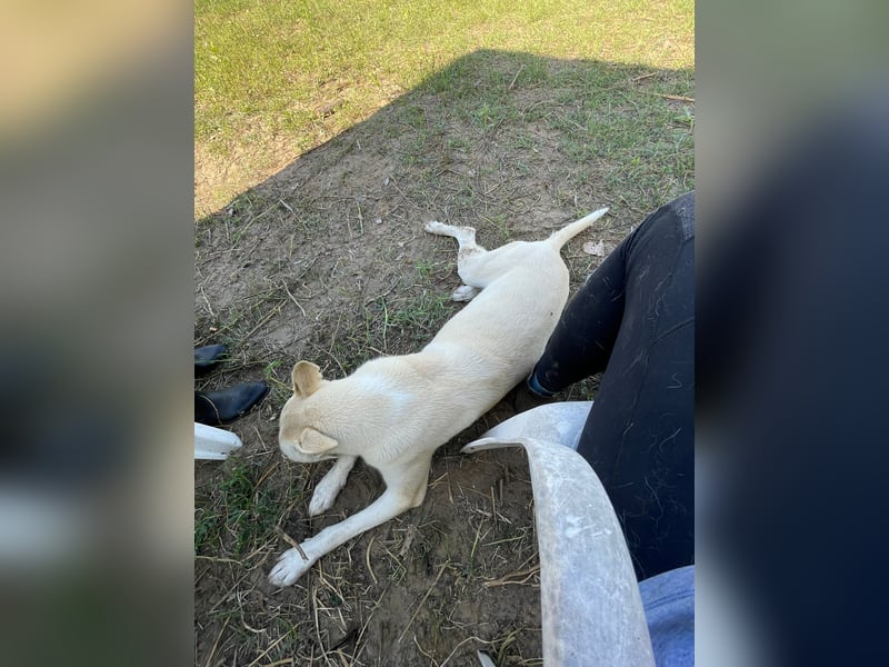 Nucky , 52 cm sucht aktive, naturliebende Menschen