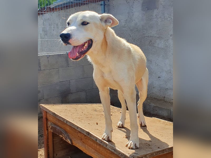 Nucky , 52 cm sucht aktive, naturliebende Menschen