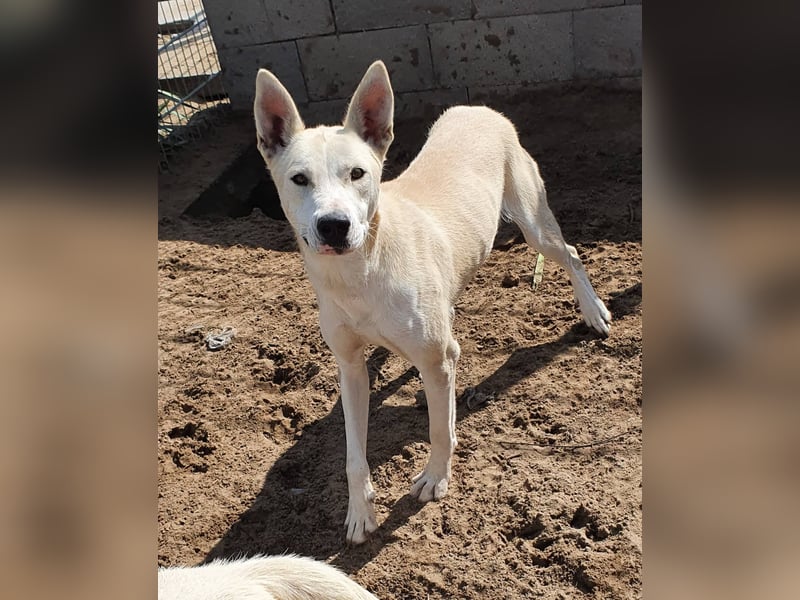 Nucky , 52 cm sucht aktive, naturliebende Menschen