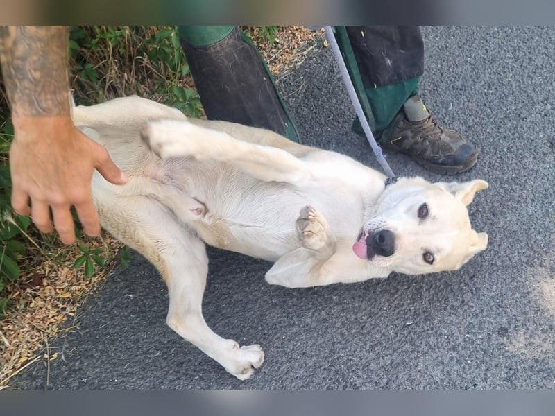 Nucky , 52 cm sucht aktive, naturliebende Menschen