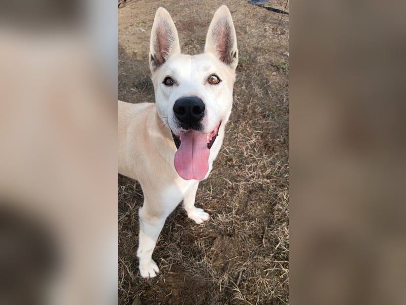 Nucky , 52 cm sucht aktive, naturliebende Menschen