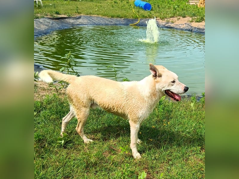 Nucky , 52 cm sucht aktive, naturliebende Menschen