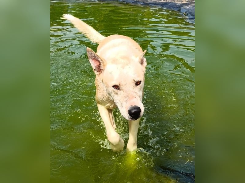 Nucky , 52 cm sucht aktive, naturliebende Menschen
