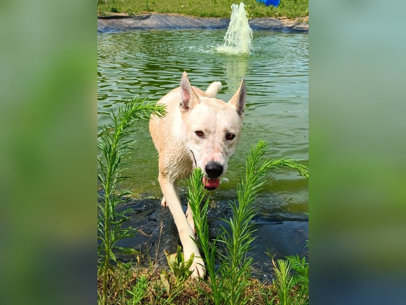 Nucky , 52 cm sucht aktive, naturliebende Menschen
