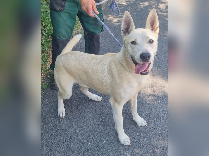 Nucky , 52 cm sucht aktive, naturliebende Menschen