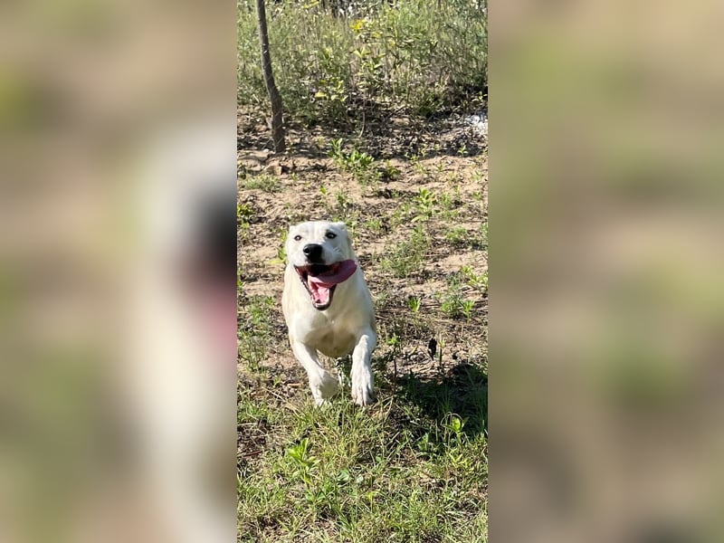 Nucky , 52 cm sucht aktive, naturliebende Menschen