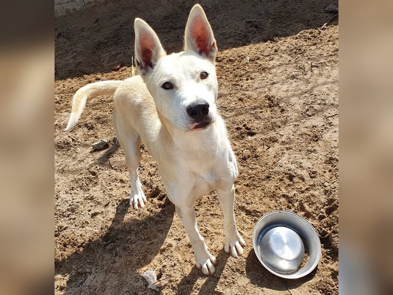 Nucky , 52 cm sucht aktive, naturliebende Menschen