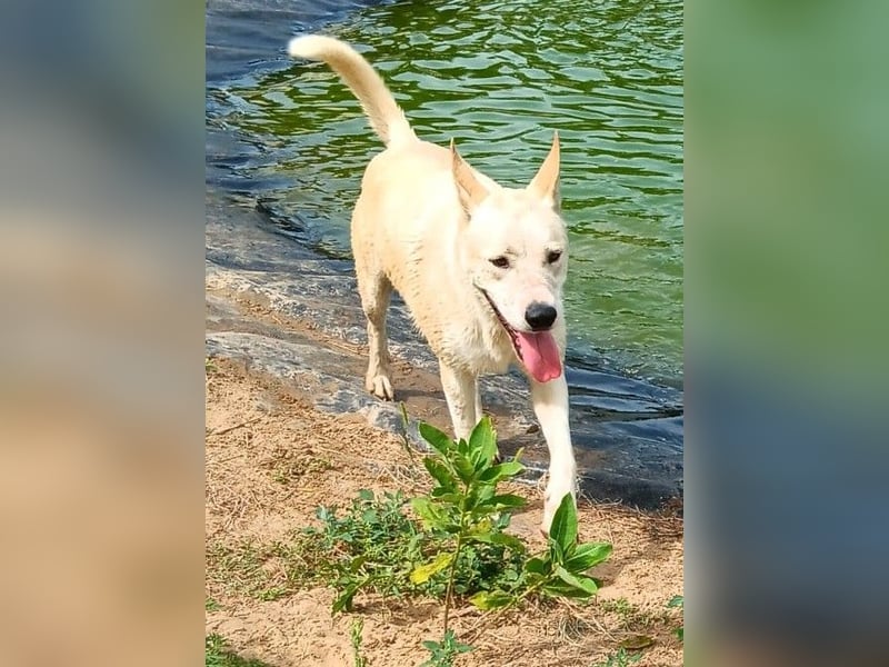 Nucky , 52 cm sucht aktive, naturliebende Menschen