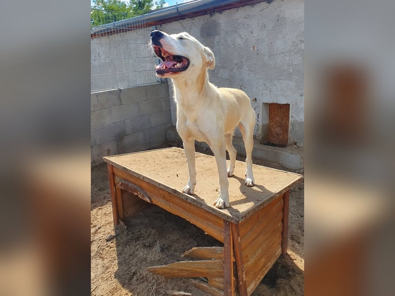 Nucky , 52 cm sucht aktive, naturliebende Menschen
