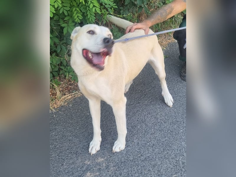 Nucky , 52 cm sucht aktive, naturliebende Menschen