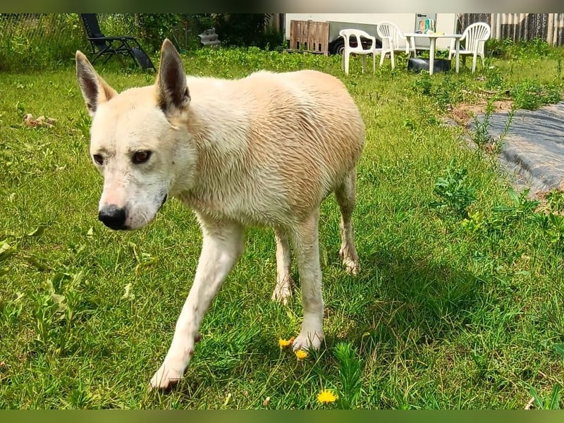 Nucky , 52 cm sucht aktive, naturliebende Menschen