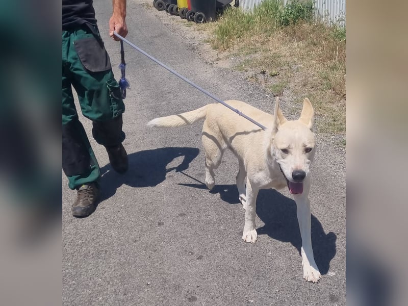 Nucky , 52 cm sucht aktive, naturliebende Menschen