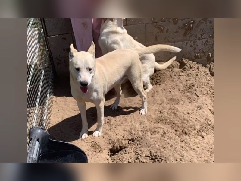 Nucky , 52 cm sucht aktive, naturliebende Menschen