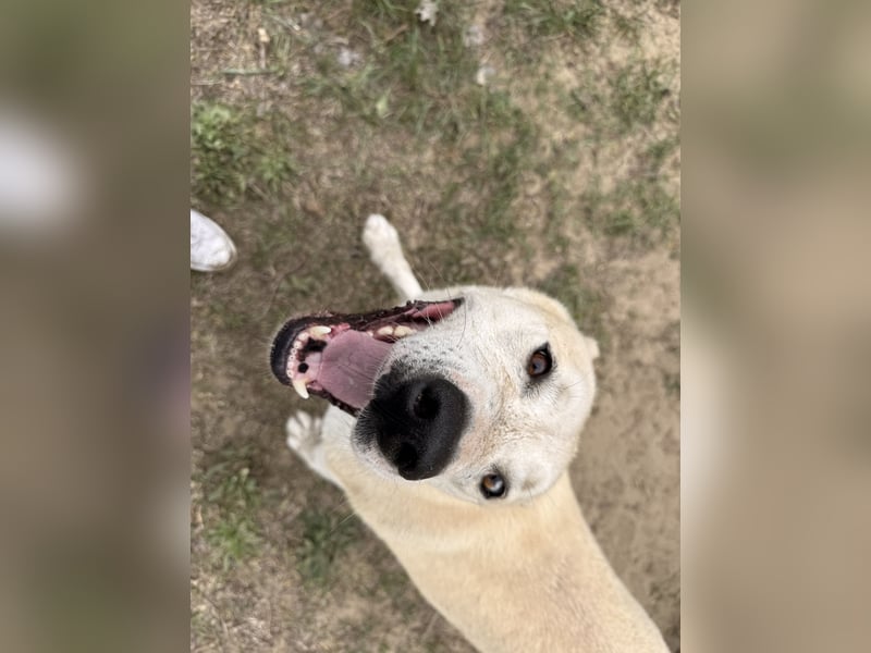 Nucky , 52 cm sucht aktive, naturliebende Menschen