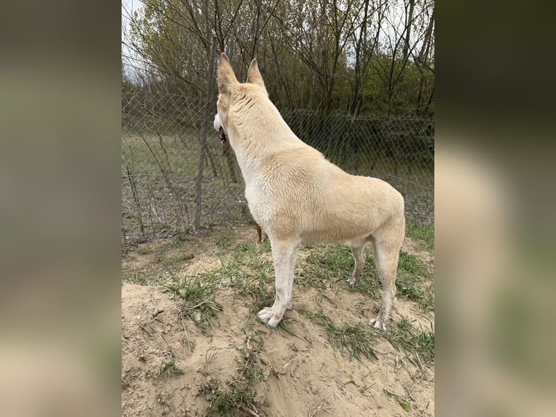 Nucky , 52 cm sucht aktive, naturliebende Menschen