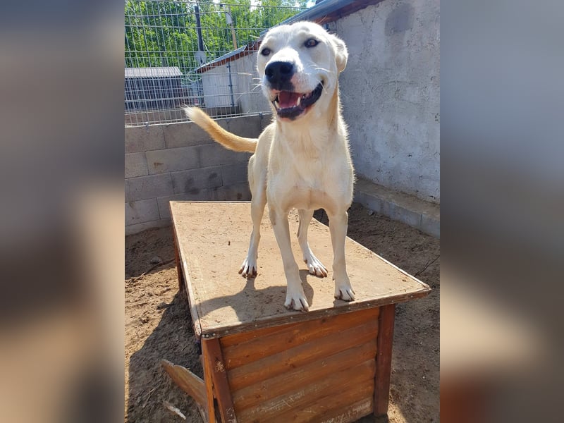 Nucky , 52 cm sucht aktive, naturliebende Menschen