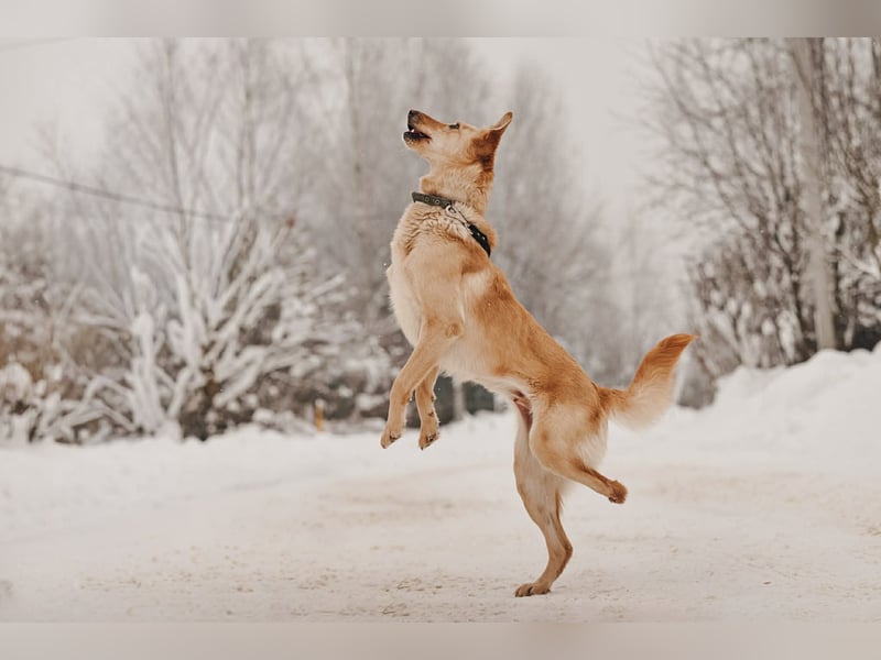 Neugierige Lissy sucht passendes Zuhause